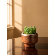 Mine Garden Taş Döküm Saksıda Canlı Jelibon Sukulent (Haworthia)