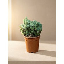 İTHAL Mine Garden Ithal Kristat Formlu Beyin Kaktüs (Myrtillocactus Cristata)