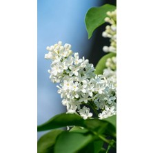 Doğaşık Beyaz Leylak Ağacı Fidanı 50-60 cm Boylarında