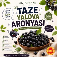 Aktarzane Taze Aronya Meyvesi Aronia Coğrafi Işaretli Yalova Üretim Süper Meyve Aronya 1kg