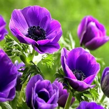 Tr Pulsatilla Vulgaris Violet Dağ Lalesi Anemon Çiçeği (5 Tohum)