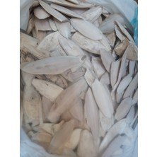 Pet 50 Gram Mürekkep Balığı Küçük Boy Kalamar Kemiği Kırık 5-8 cm