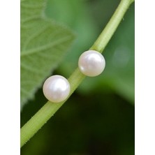 Tatlı Su Incisi Küpe - Beyaz - Stoneage