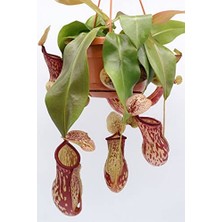 Orevio 5 Adet TH-THMCMTHM431 Dashing Look Sinek Kapan Etobur Bitki Nepenthes Fly Trap Tohumu/tohum