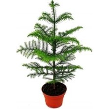 Orevio Salon Çamı Arokarya Araucaria 50 60 cm Ev Bitkisi Ofis Bitkisi Salon Bitkisi Çam Ağacı Iç Mekan Çam