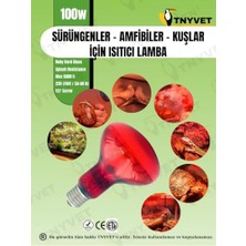 Orevio 100 W Kızılötesi/kırmızı Işık Isıtıcı Lamba, Sürüngenler, Amfibiler ve Kuşlar Için