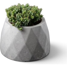 Orevio Zevli Ateliera® El Yapımı Beton Saksı + Canlı Sukulent & Kaktüs Koleksiyonu (Antrasit, Geo, Euphorbia Submammillaris Var. Pfersdorfii)