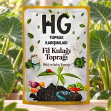 Hg Fil Kulağı Toprağı