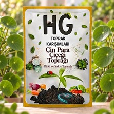 Hg Çin Para Çiçeği (Pilea) Saksı Toprağı