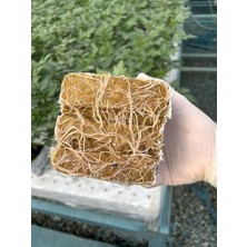 Orevio Begrow Kaya Yünü Tohum Çimlendirme 100X100X65 mm 10 Adet Bahçe Ekipmanı