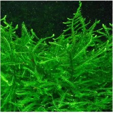 Orevio Vesicularia Dubyana Java Moss 10X10 cm Canlı Bitki