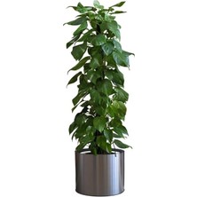 Saksı Çiçek Duvar Çıkartması, Iç/dış Mekan Kullanımı, Siyah Renk, 90 cm x 30 cm