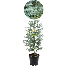 Fidan Sepetim 2 Yaş Eucalyptus Cinerea Silver Dollar Bodur Okaliptus Fidanı