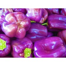 Adet Sweet Lilac Bell Dolmalık Biber Tohumu
