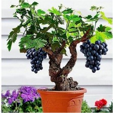 Siyah Üzüm Bonzai Ağacı Tohumu 5 Adet Bonsai Ağacı Tohumu