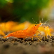 Akvona Turuncu Sakura Karides 10AD