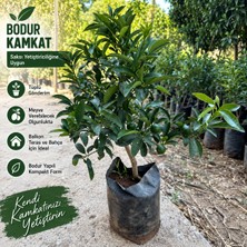Taber Tüplü Bodur Kamkat Fidanı – Meyve Vermeye Başlamış Kumkuat Ağacı, Saksıda Yetiştirmeye Uygun