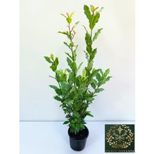 Kokulu Defne Fidanı Aromatik Defne Ağacı Bitkisi Laurus Nobilis 40-60 cm