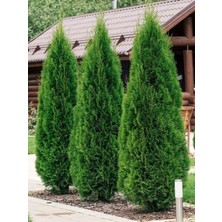 Yıldız Botanik 10 Adet Smargat Mazı Fidanı Thuja Occidentalis Smaragd Çam Ağacı 30-40 cm