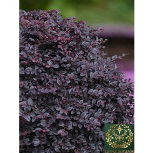 Yıldız Botanik Loropetalum Rüya Çiçeği Fidanı Chinense 'fede' 30-40 cm