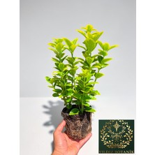 Yıldız Botanik Altuni Gold Taflan Çit Bitkisi Sarı Taflan Fidanı 25-30 CM 1 Saksıda 3 Kök Üretim 1 Adet