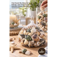 Yenilig 3 Adet Dekoratif Vazo Taşı – Fileli Renkli Mix Midye ve Deniz Kabuğu, Vazo Dolgusu, Mum ve Sukulent Düzeni, Natural Shells