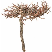 Chicos Akvaryum Dekor Bonsai Küçük Boy
