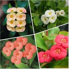 Defne Store Dikenler Tacı Euphorbia Milii, 4'lü Set, Sarı-Kırmızı-Pembe-Beyaz, 10-15 Cm, Tüplü