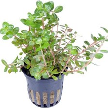 Defne Store Rotala Rotundifolia Saksı Canlı Bitki