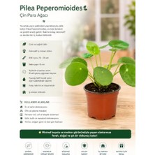 Defne Store Pilea Peperomioides Çin Para Ağacı, 15-25 cm Iç Mekan Bitkisi, Dekoratif Saksılı