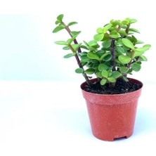 Defne Store Portulacarya Para Çiçeği Sukulent, 8,5 cm Saksılı