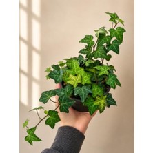 Defne Store Hedera Helix Yeşil Yapraklı Sarmaşık Fidanı 10-20 cm | Tırmanıcı Bitki, Iç Mekan Uyumlu, Canlı Fidan, Doğal Yeşil Yaprak, Saksıda Hazır