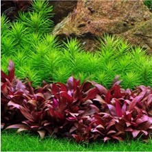 Marimo Scape Alternanthera Reineckii Mini İn vitro