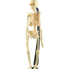 Budi Iskelet Modeli 46 cm
