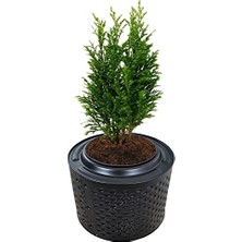 Defne Store Metal Büyük Bitki Ağacı Saksısı, Fırınlanmış Statik Boyalı, Boy 33-38 Santim, Çap 45-55 Santim
