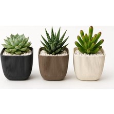 Defne Store Modern 3'lü Mercan Kare Sukulent Saksısı, Çok Renkli, Plastik, 8,2x8,2x7,1 cm