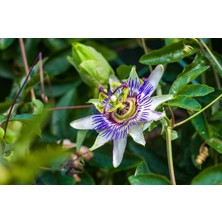 Store Passiflora Çiçeği Tohumu 5+ Tohum – Çarkıfelek Çiçeği Tohumları – Saksı ve Bahçe Yetiştiriciliğine Uygun