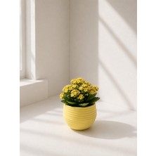 Store Mini Yuvarlak Dekoratif Saksı, Sarı