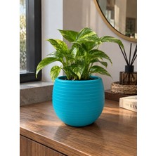Store Mavi Yuvarlak Saksı | Dekoratif Çizgili Saksı, Salon ve Balkon Bitkileri