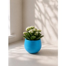 Store Mini Yuvarlak Dekoratif Saksı, Mavi