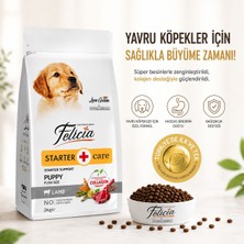 Velora Grup Felicia Starter Care Puppy Kuzu Etli Yavru Köpek Maması 3 kg