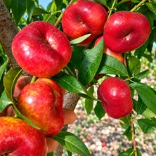 Taber Aşılı AC459-25 Yassı Nektarin Fidanı – Parlak Kırmızı, Çok Tatlı ve Aromatik Özel Çeşit