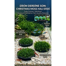 Christmas Moss Halı Diski 3 Lü Suda Yüzmez, Ağırlaştırılmış Özel Aparatlı Canlı Akvaryum Bitkisi Çam Yapraklı
