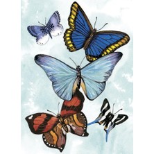 Zemira Butterfly