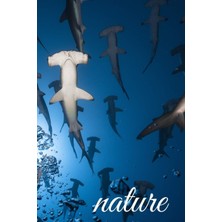 Zemira Nature: Lined / Journal With Hammerhead Sharks