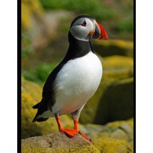Zemira Puffin: 150 Page Large Softback Journal