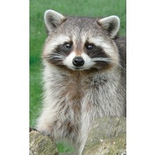 Zemira Cute Racoon Journal: 120 Page, 5x8, Lined Journal Cute Animals