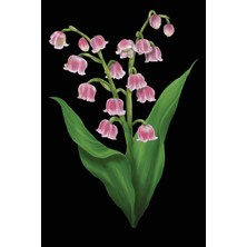 Zemira Watercolor Pink Lily Of The Valley Journal: Floral Notebook, Lined, 120 Pages, 6x9 Inches