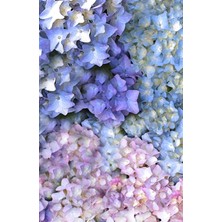 Zemira Hydrangea Flowers Journal