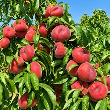 Taber Aşılı Filoe Yassı Şeftali Fidanı – Geççi, Beyaz Etli, Iri Meyveli, Aromatik Özel Çeşit